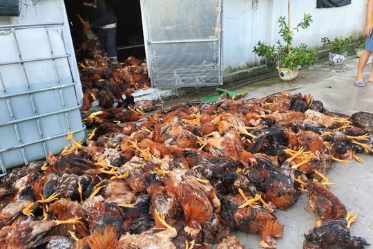 Sét đánh làm chết gần 6.000 con gà tại xã Thượng Quận